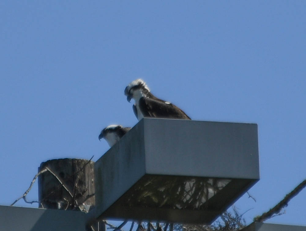 ospreys marymoor