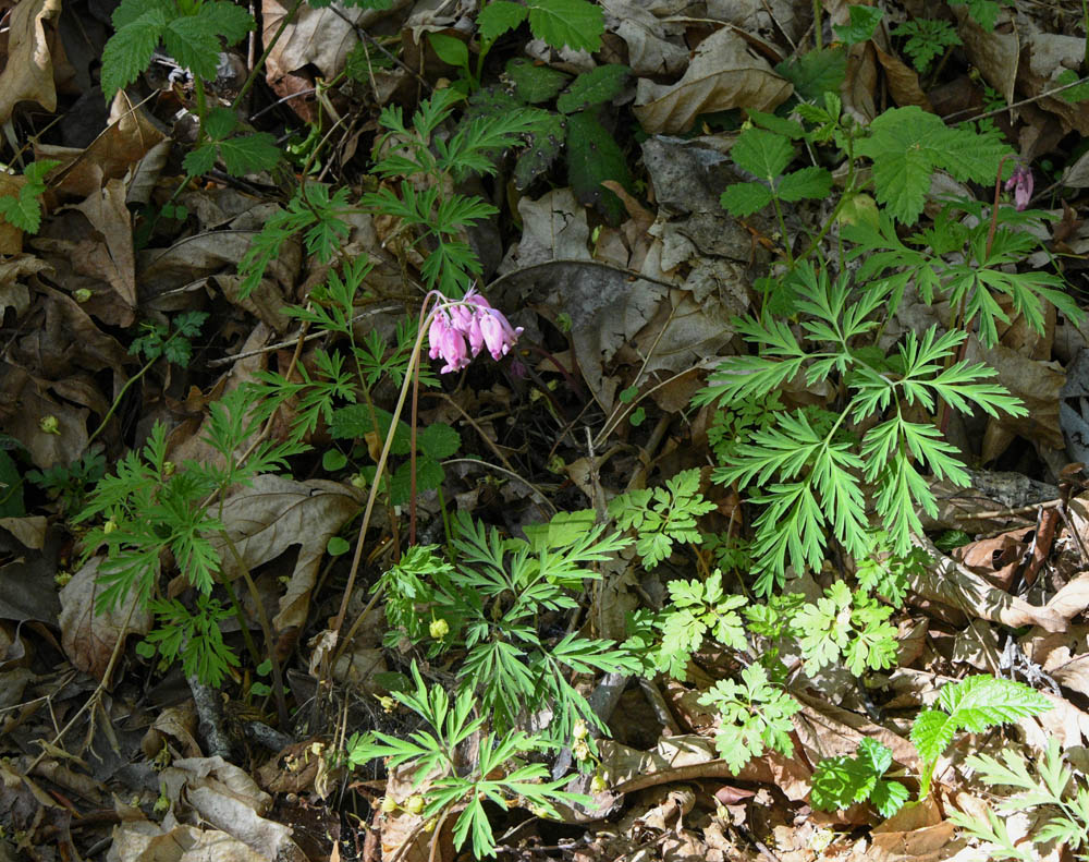 dicentra at soaring eagle park