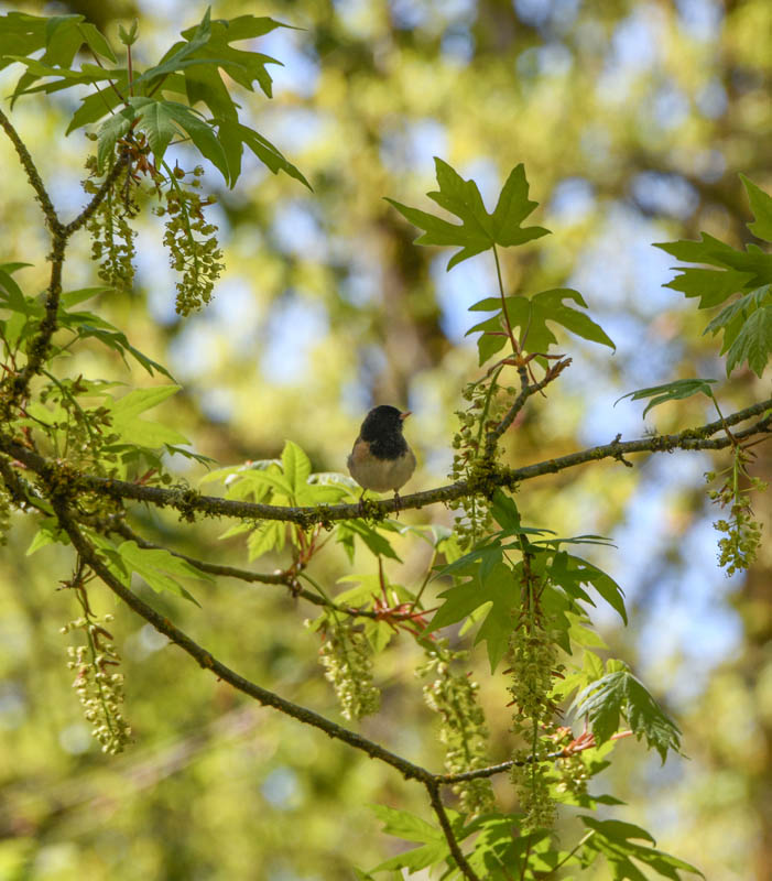 junco in maple soaring eagle park