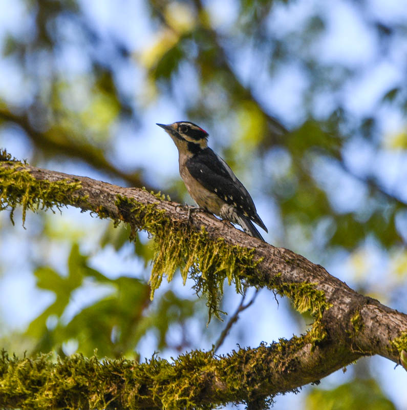 downy woodpecker at soaring eagle park