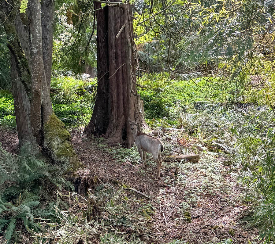 deer in sammamish