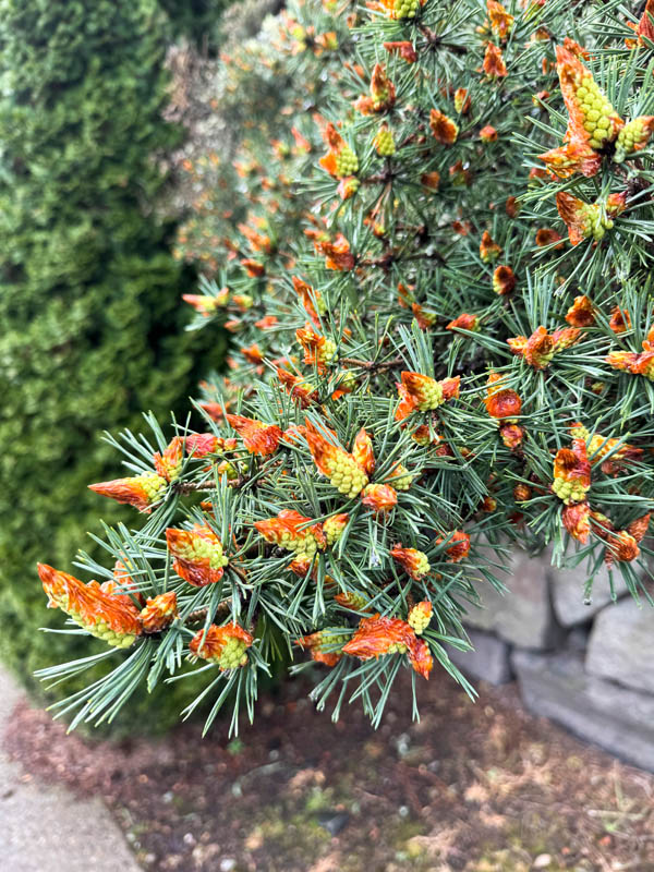 pine flowers