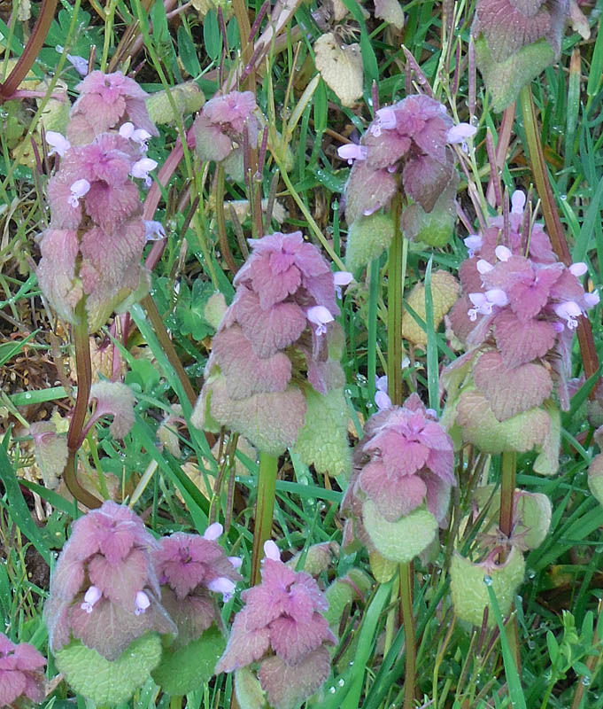 deadnettle