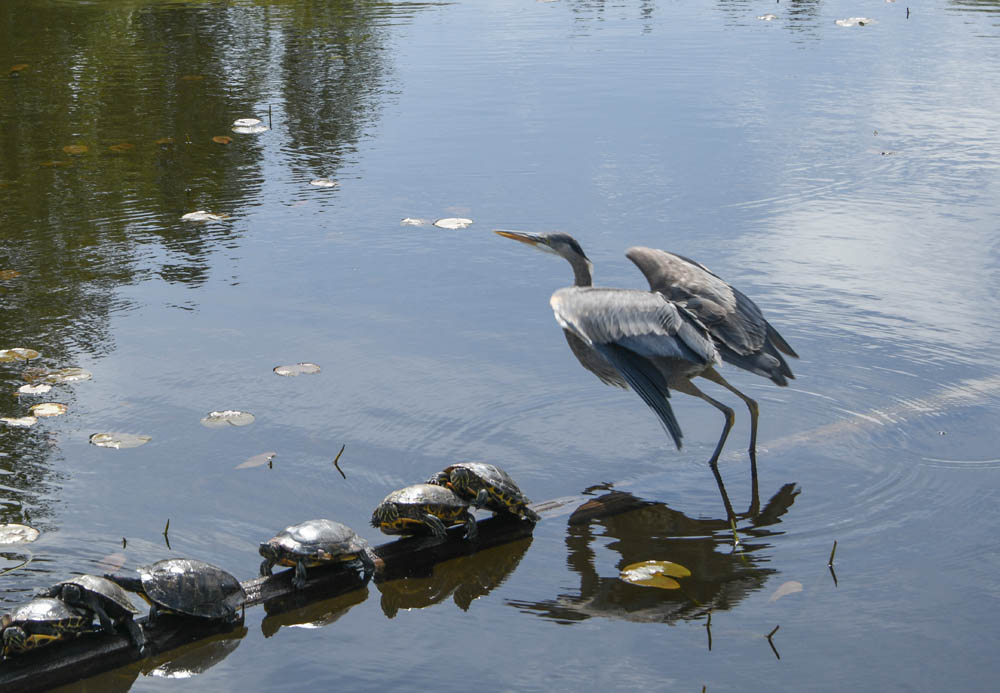 heron and turtles juanita bay