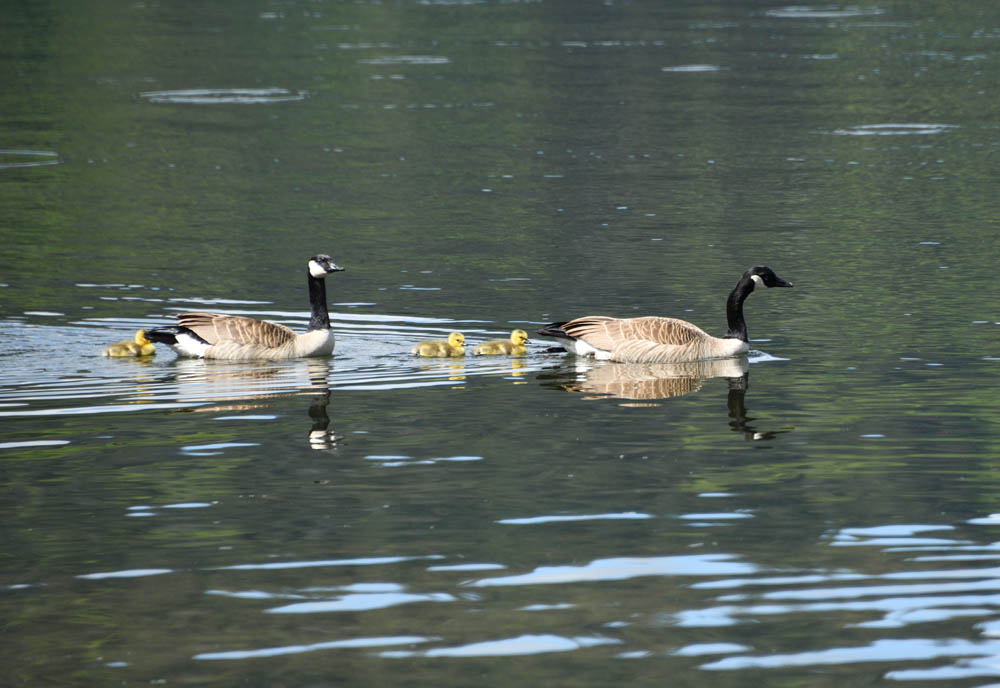 canada geese and goslings