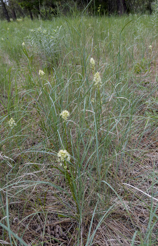 death camas addy woods