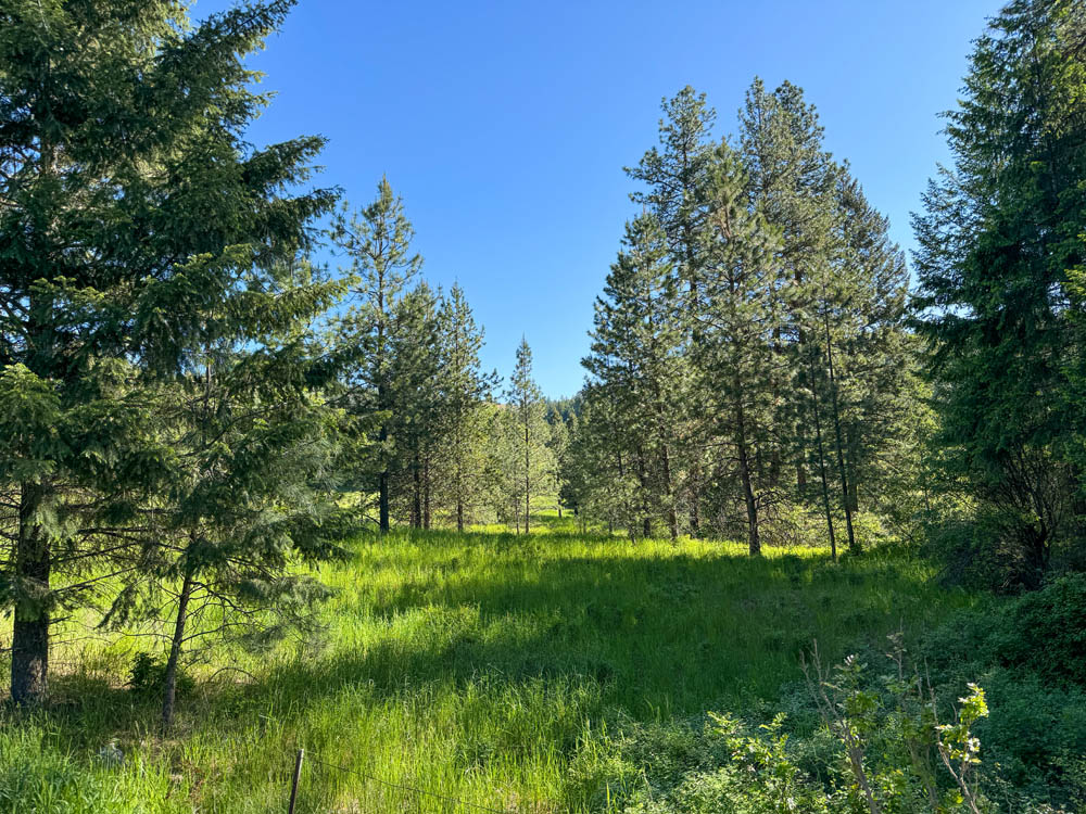 pine wood planted 1986