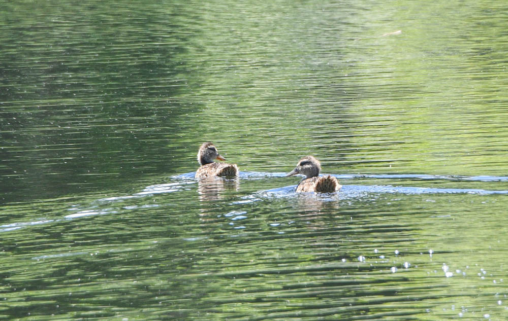 ducks at blue lake