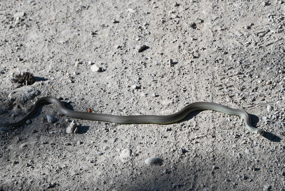 snake on county road