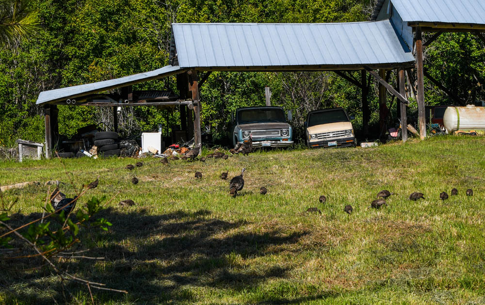 turkeys at addy