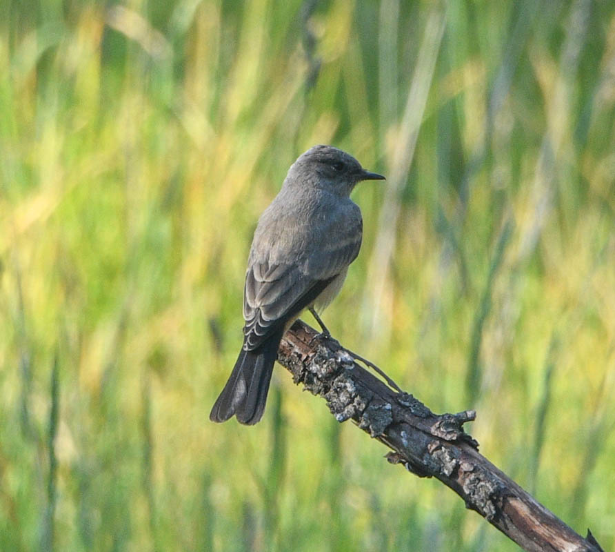 bird on brush pile addy house