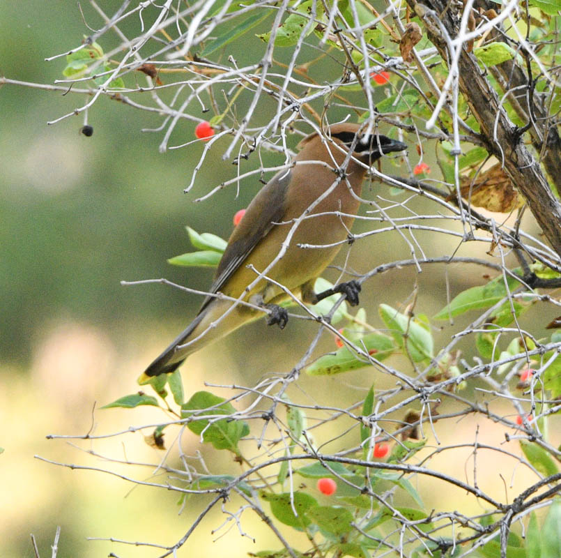 waxwing in honeysuckle