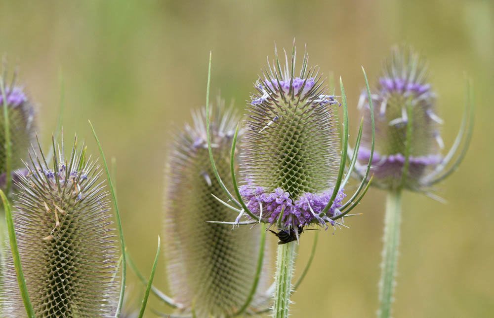 teasel