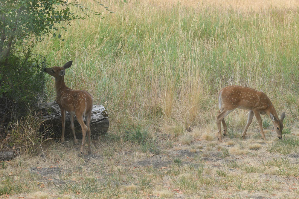 fawns in yard