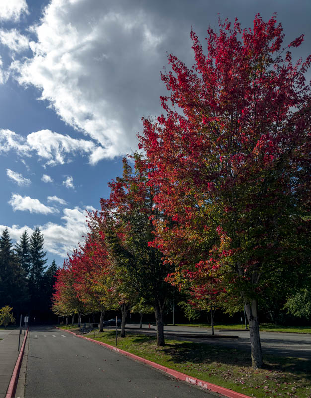 early fall trees
