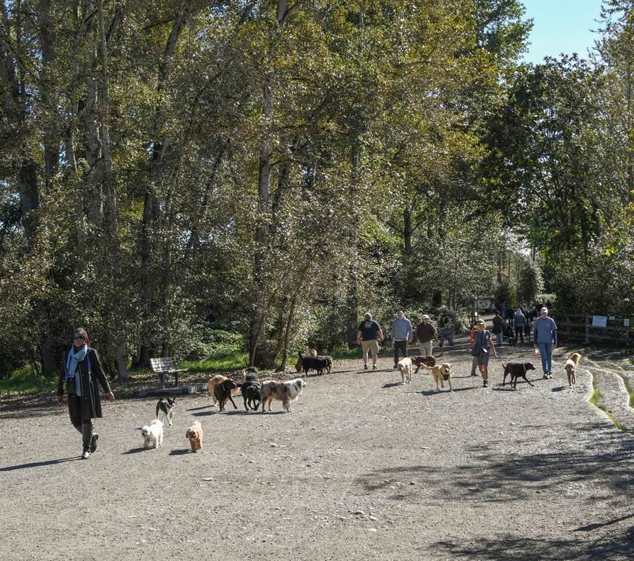 dog park