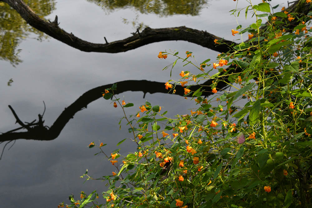 impatiens at issaquah creek