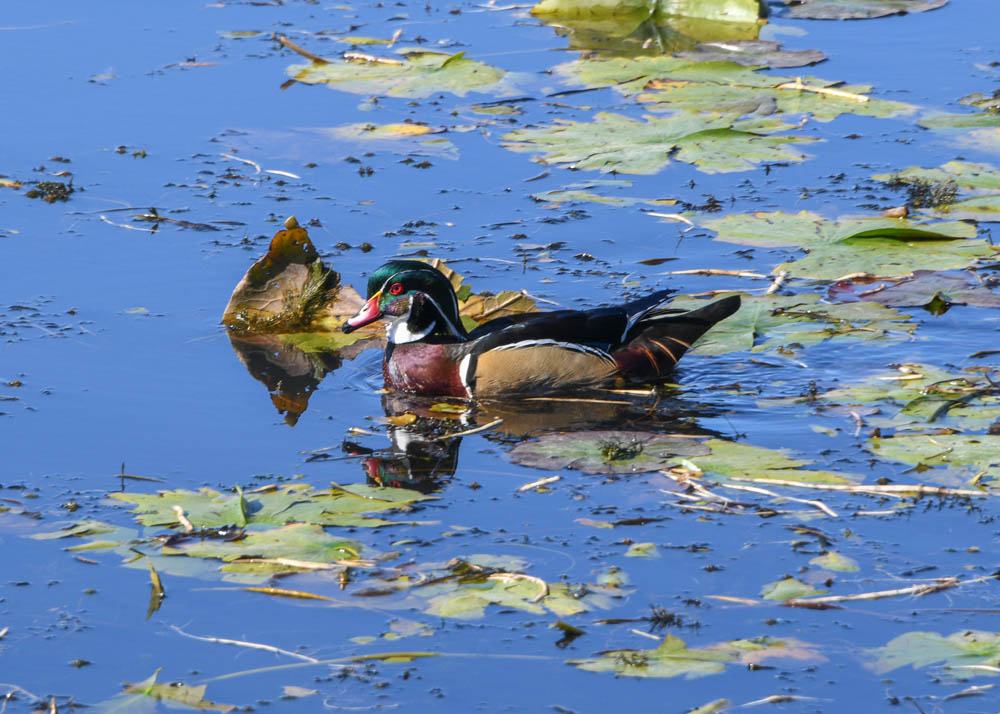 wood ducks juanita bay