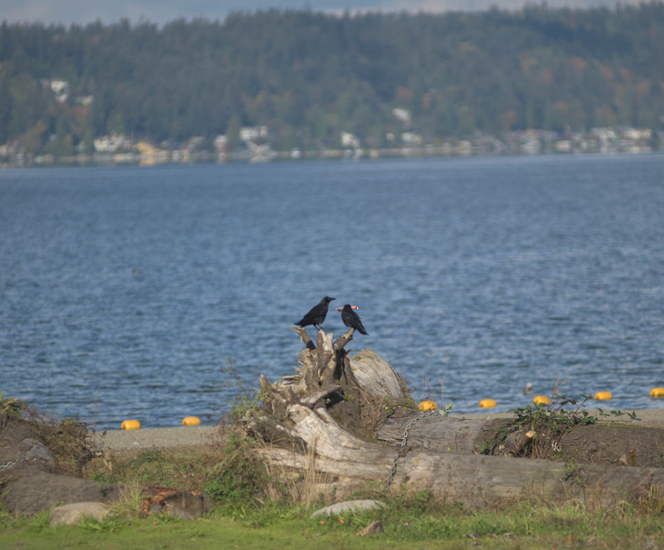 crows lakw sammamish