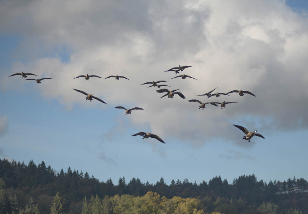 geese lake sammamish