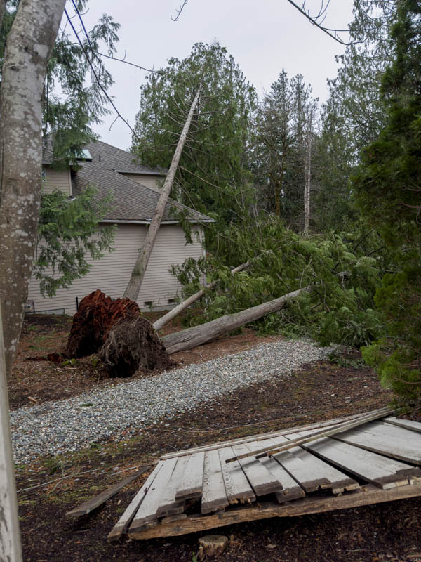 wind damage sammamish
