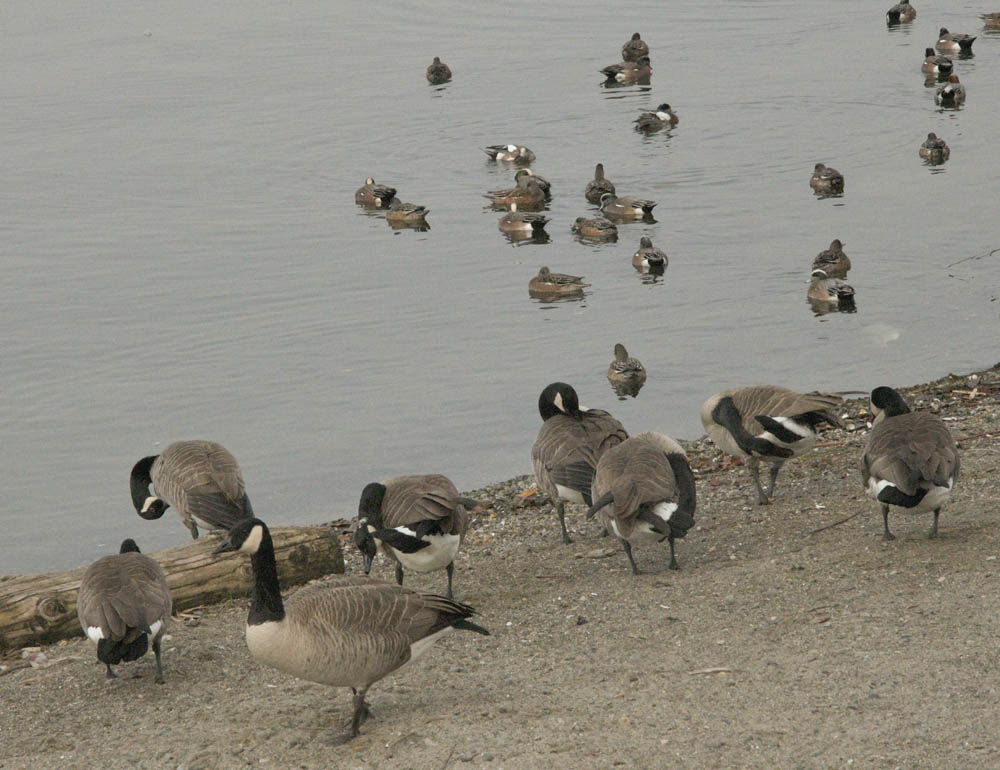 geese and wigeons houghton beach