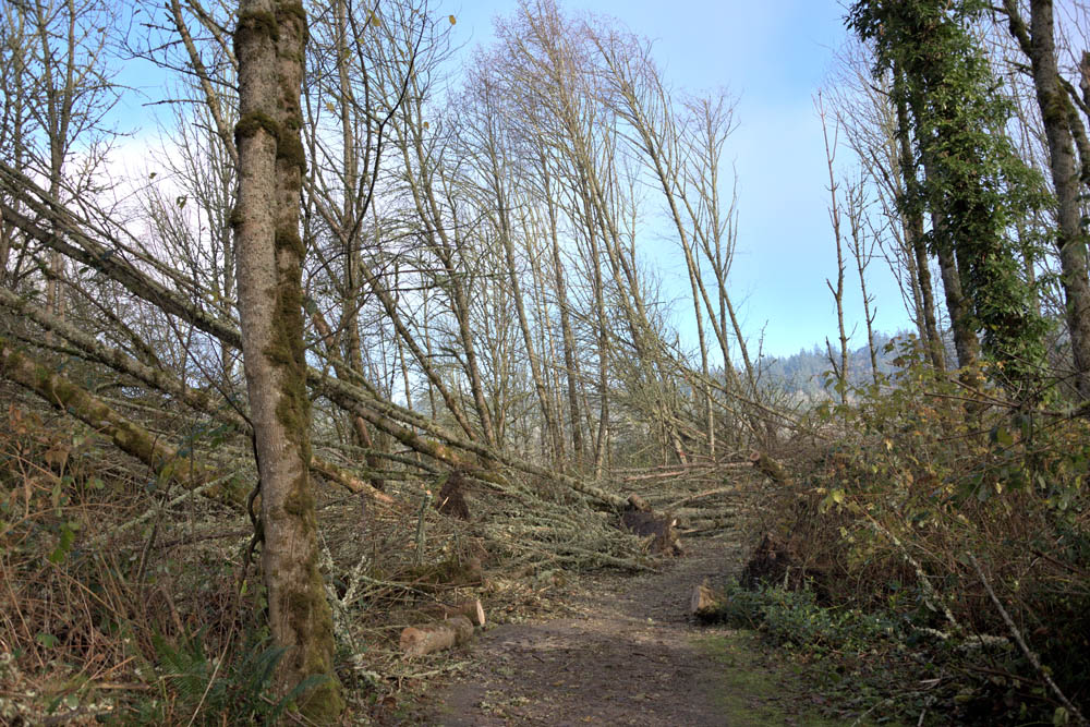 ash windthrow lake sammamish park