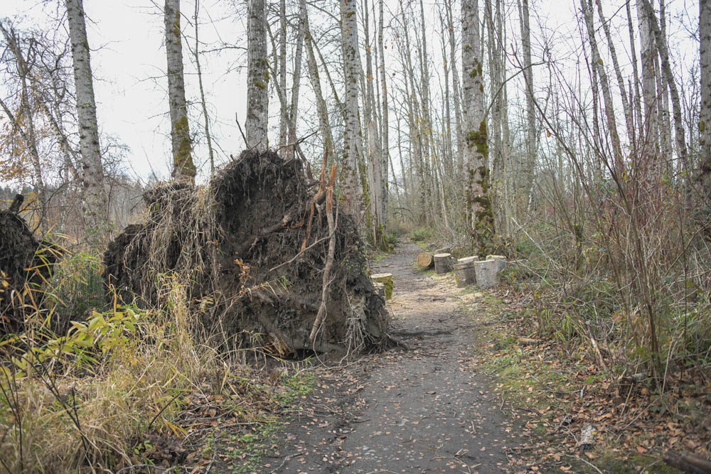windthrow at marymoor
