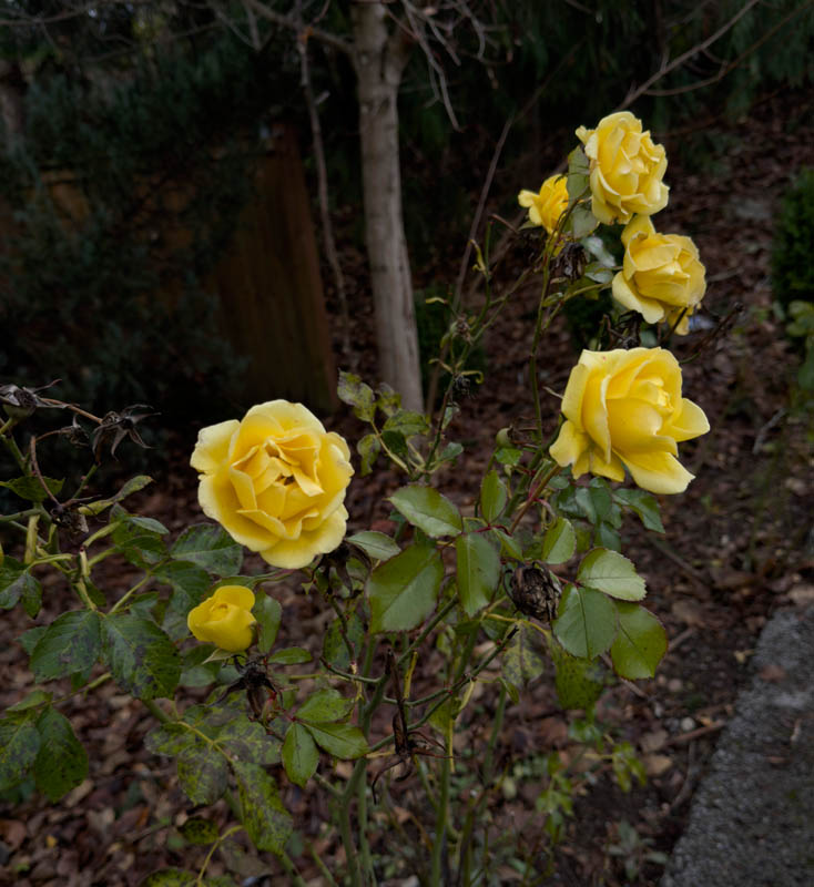 winter roses