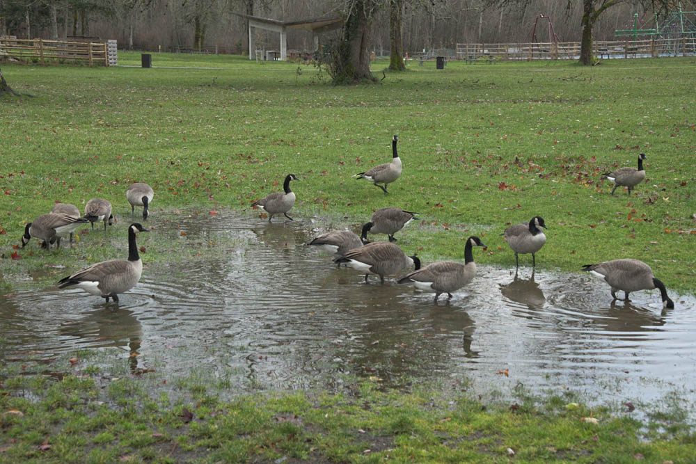 geese lake sammamish park