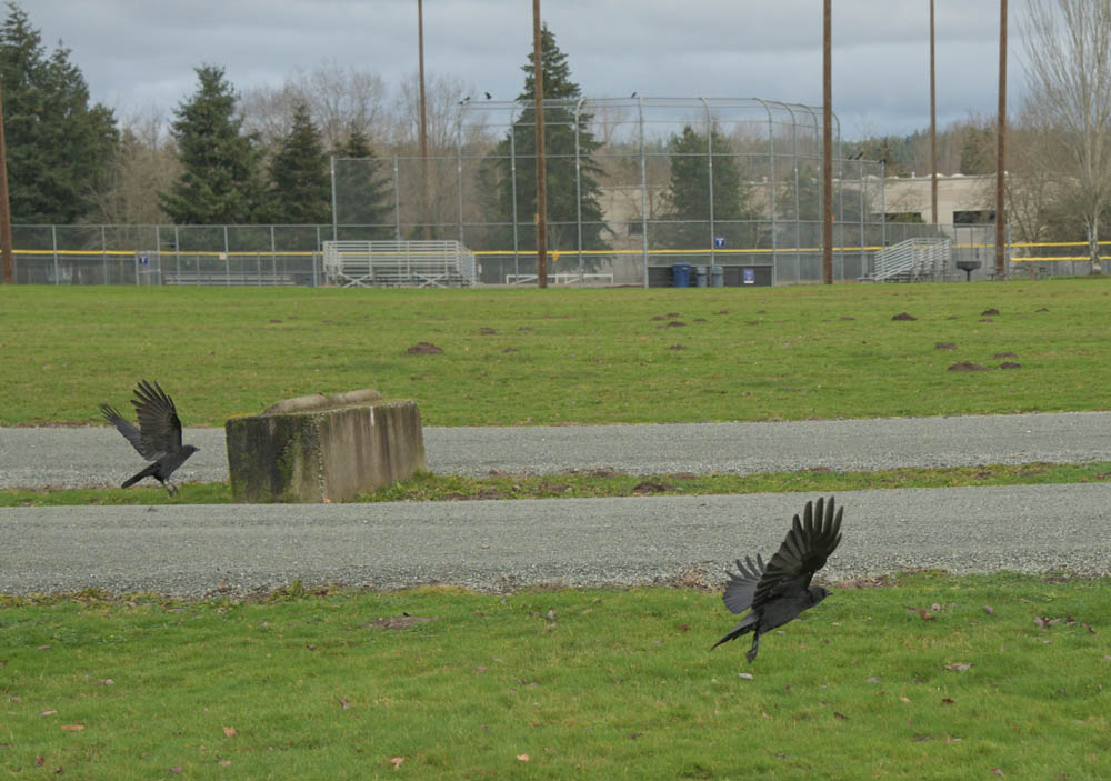 crows at marymoor