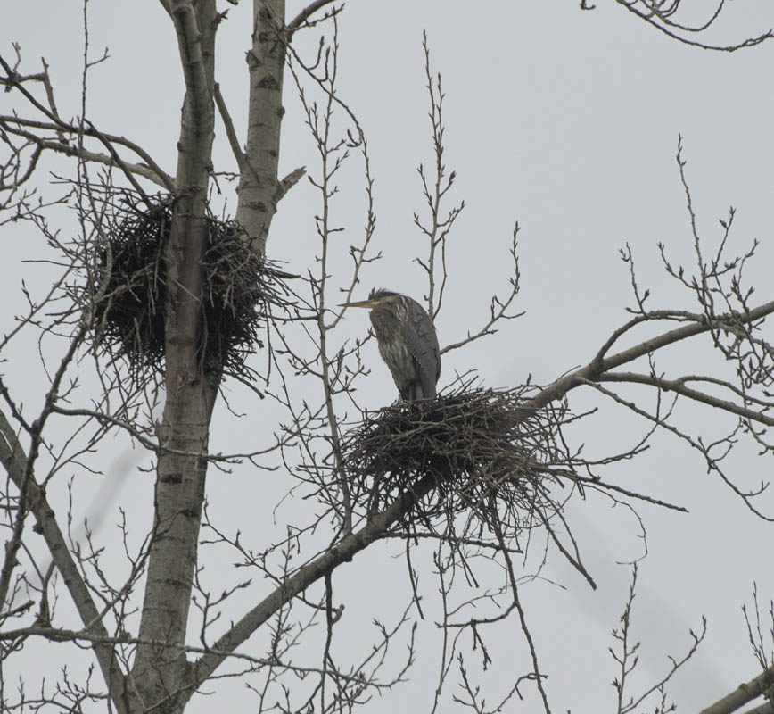 heron marymoor january