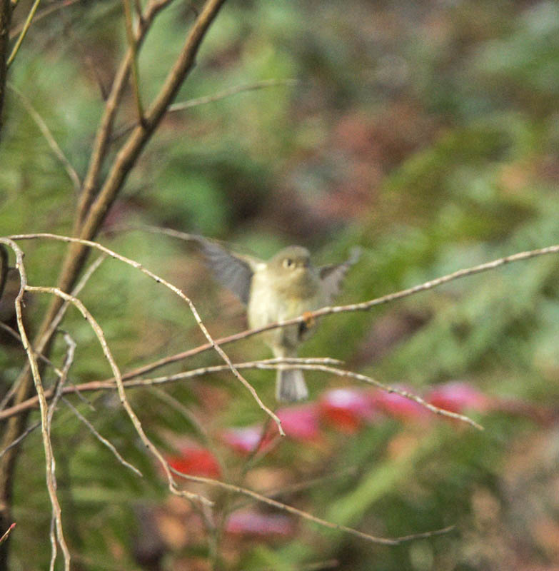 warbler soaring eagle park