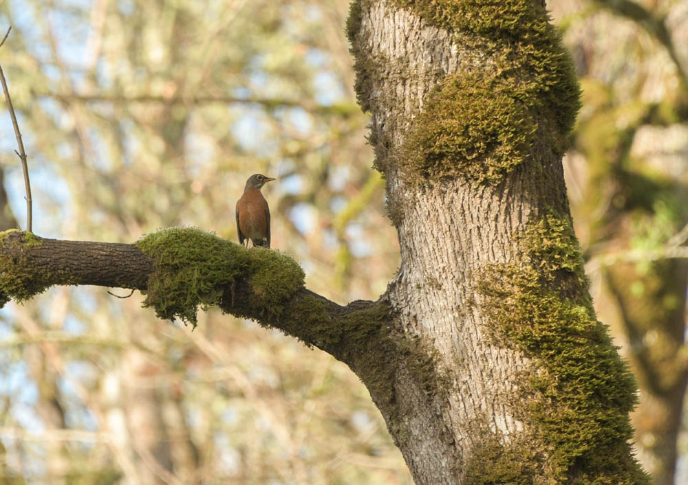 robin soaring eagle park