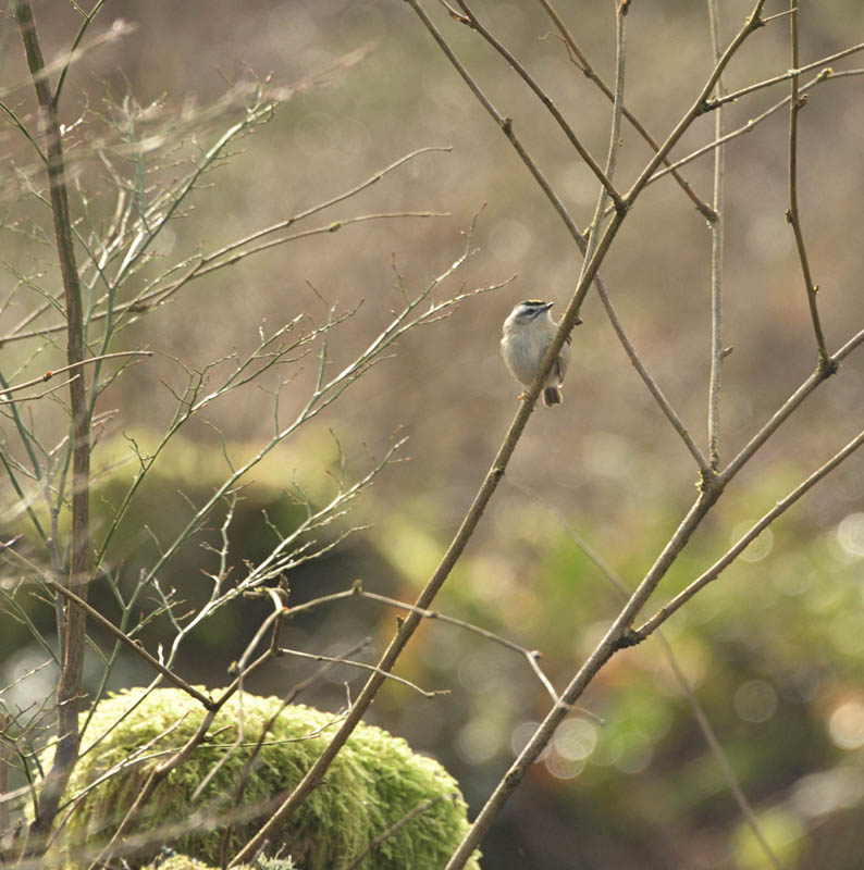 kinglet soaring eagle park