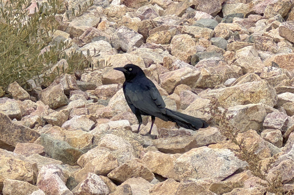 grackle las vegas