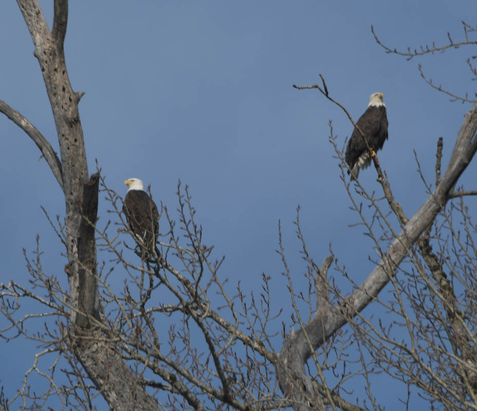 eagles lake sammamish park
