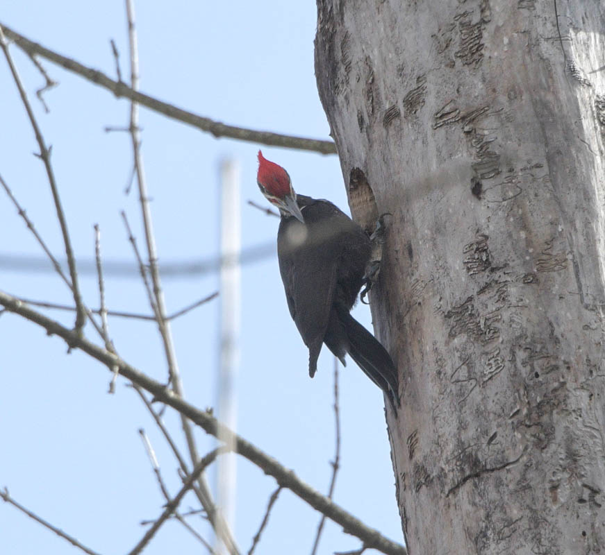 pileated woodpecker marymoor