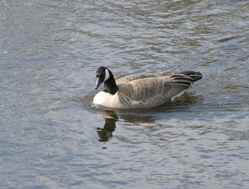 canada geese sammamish river