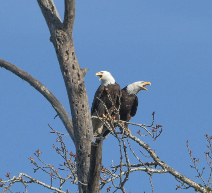 eagles lake sammamish park