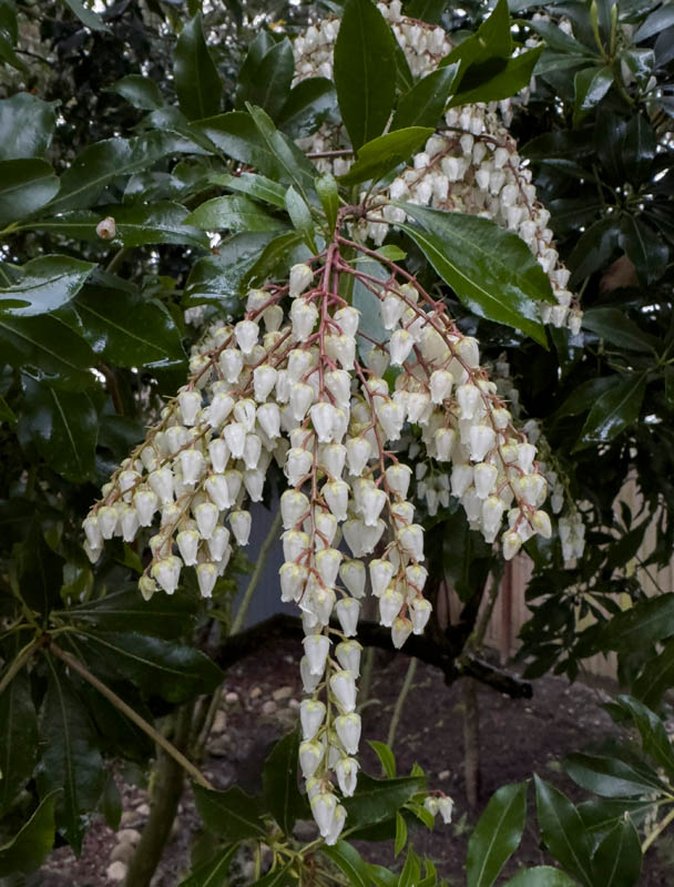 pieris