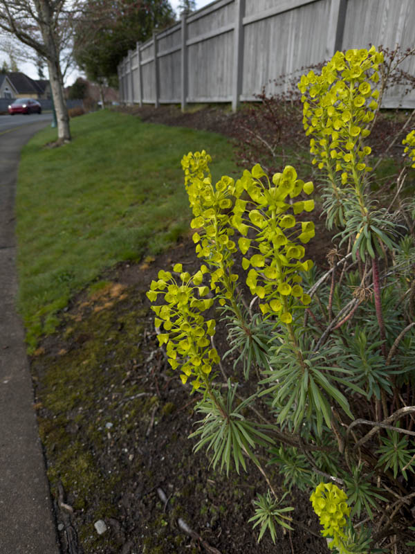 spurge euphorbia