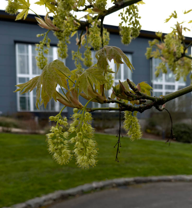 maple flowers