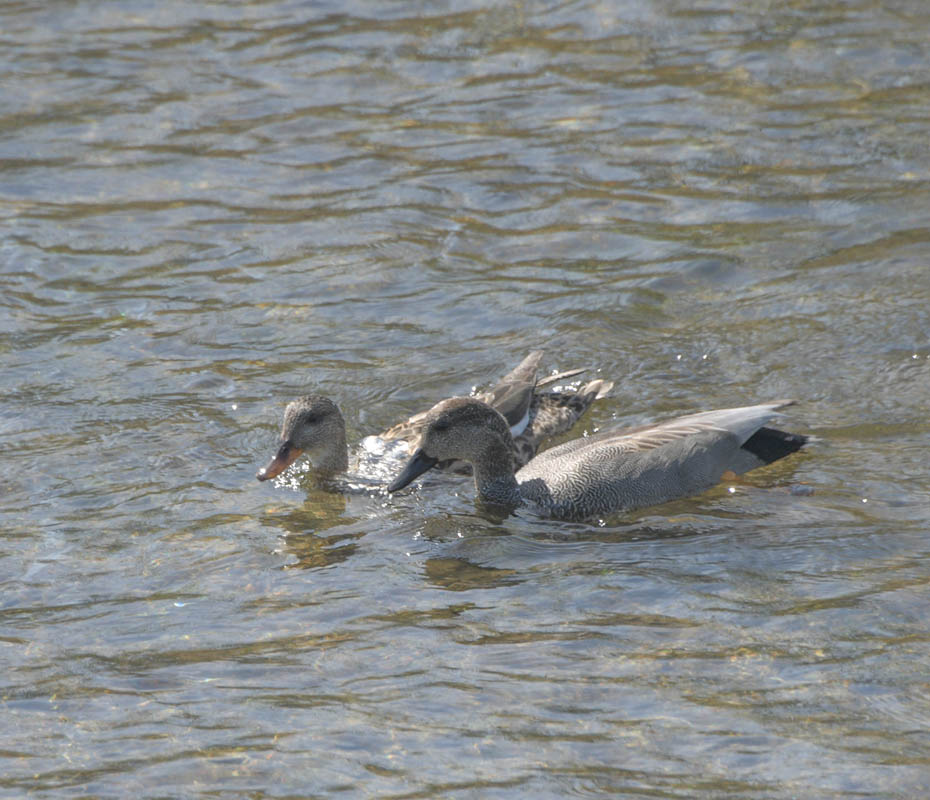 gadwalls sammamish river