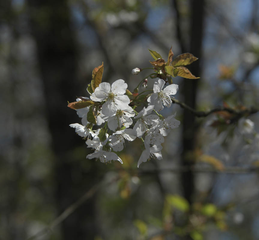 bitter cherry blossoms