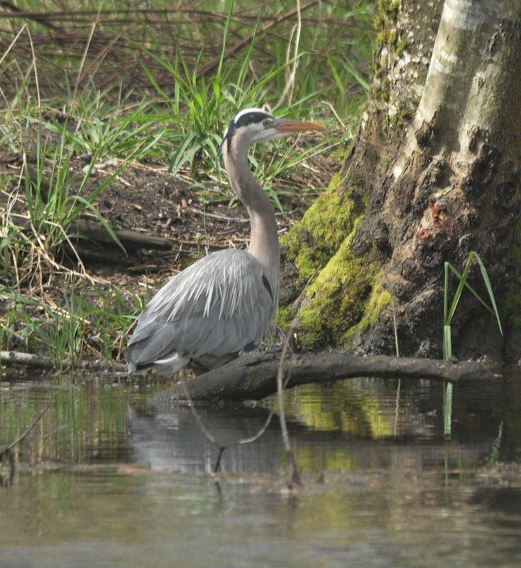 heron sammamish river