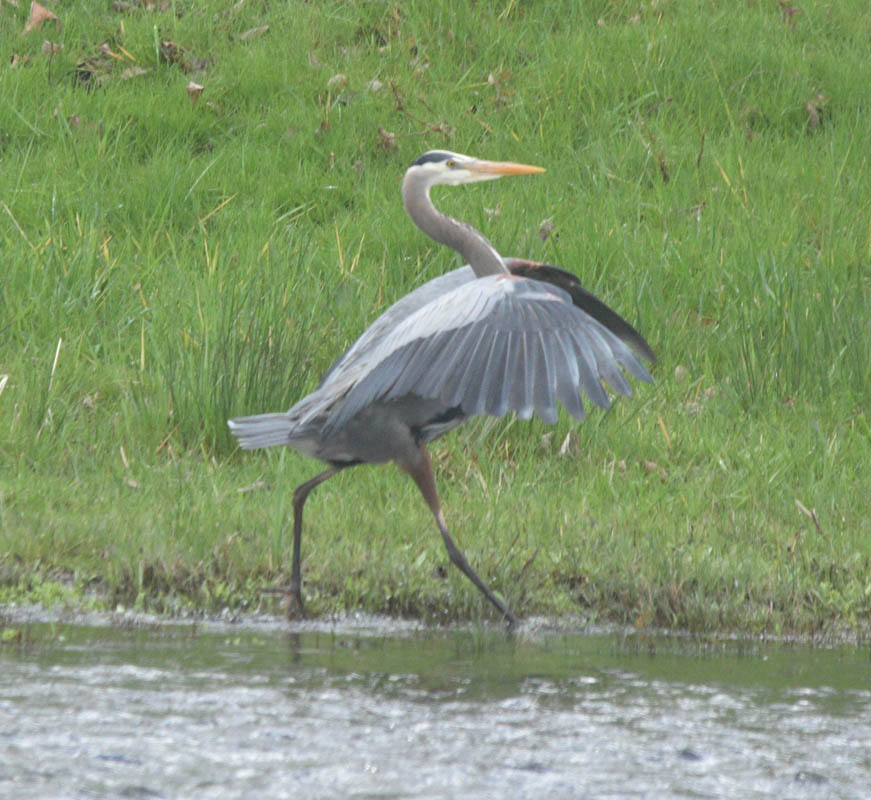 heron sammamish river