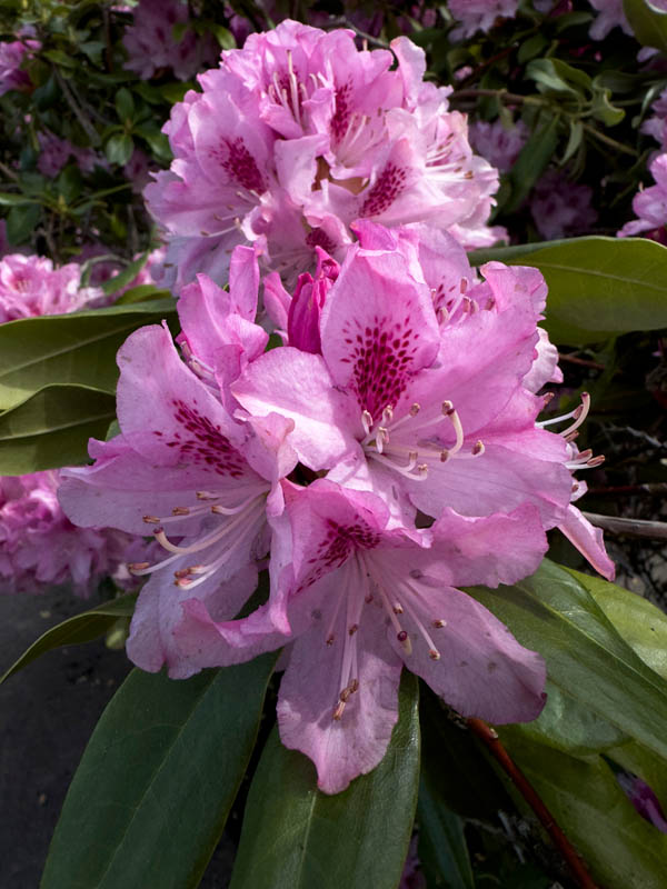 rhodedendron