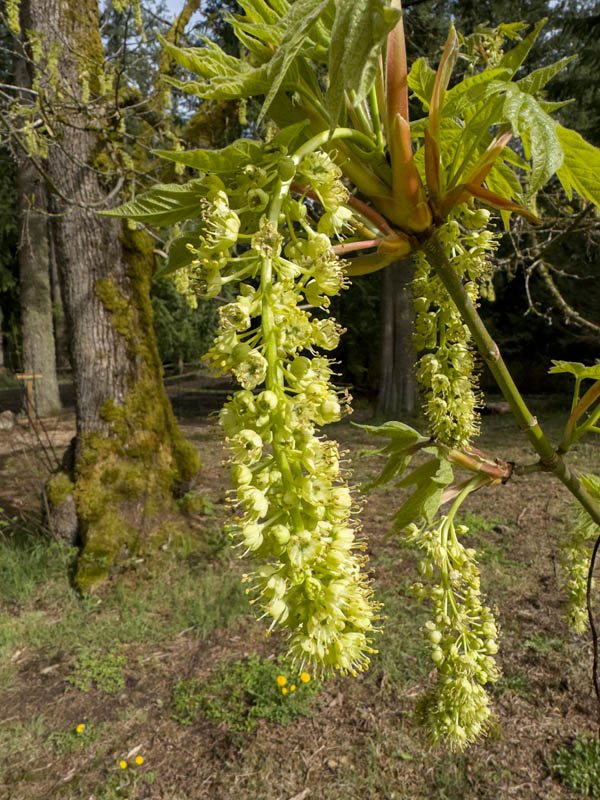 maple flowers