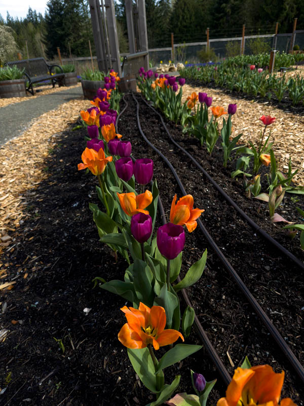 tulips big rock park